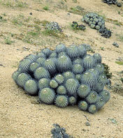  Cactaceae