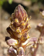 Orobanchaceae