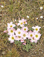  Oxalidaceae