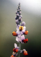  Polygalaceae