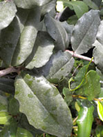  Sapotaceae