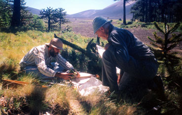  Guillermo "Willy" Kuschel y Juan E. Barriga-Tuñón Colecta Nemonychidae y Belidae, Lonquimay, Malleco Chile 