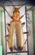  Nacerdes melanura