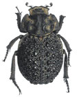 Polynoncus bullatus