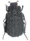 Polynoncus chilensis