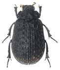 Polynoncus diffluens