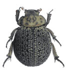 Polynoncus hemisphaericus