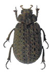 Polynoncus longitarsis