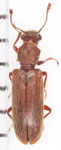 Lyctus sp. A