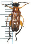 Megalopus sp. 3