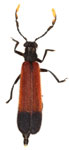 Enopliinae sp. 2