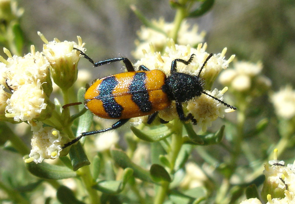 Calendyma chilensis (Spinola 1849) 