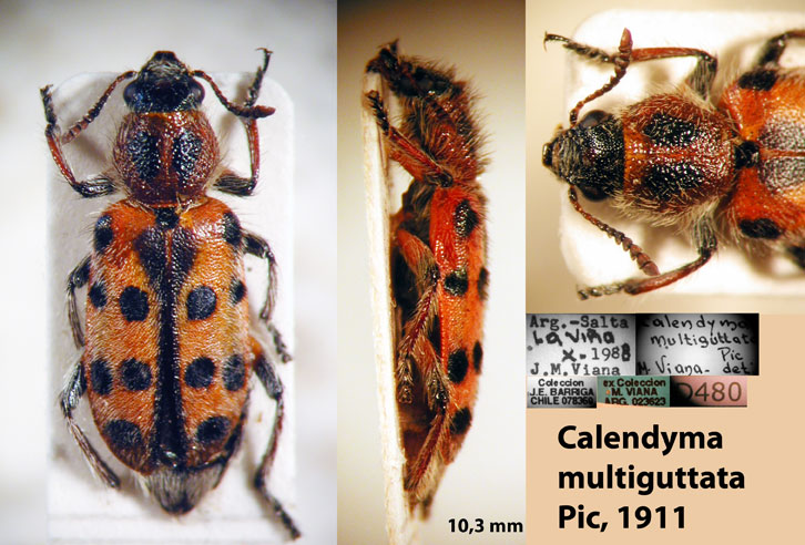 Calendyma multiguttata Pic, 1911