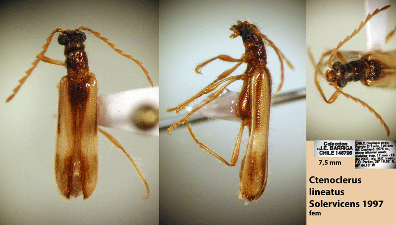 Ctenoclerus lineatus Solervicens 1997