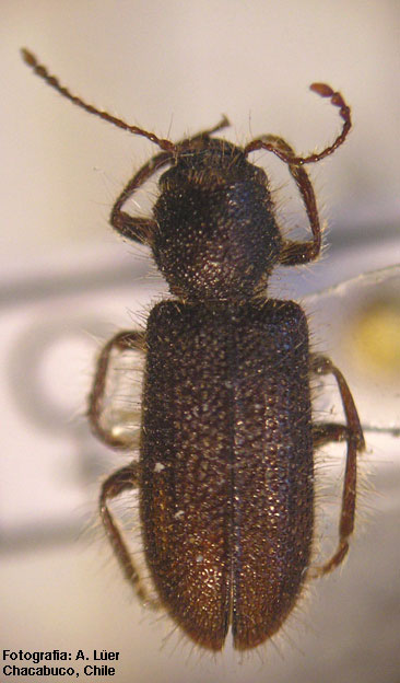 Curacavi dentatus Solervicens, 2000