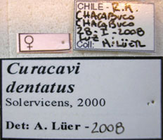 Curacavi dentatus Solervicens, 2000