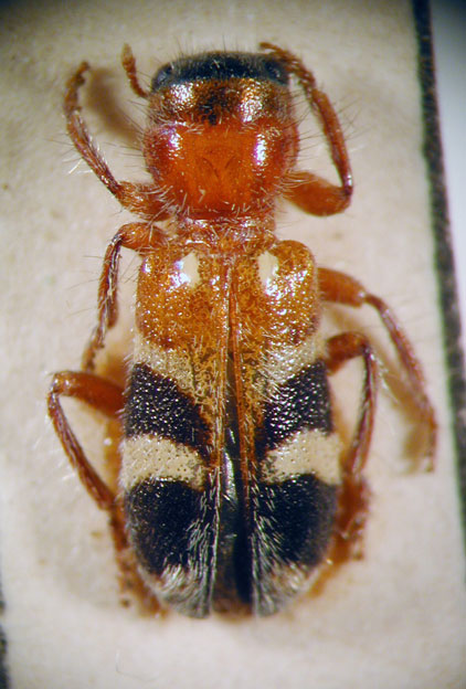 Enoclerus sp. 2