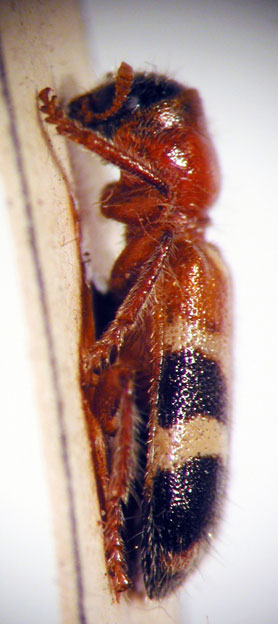 Enoclerus sp. 2