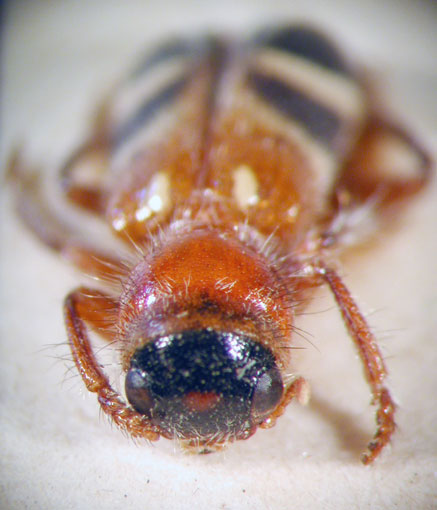 Enoclerus sp. 2