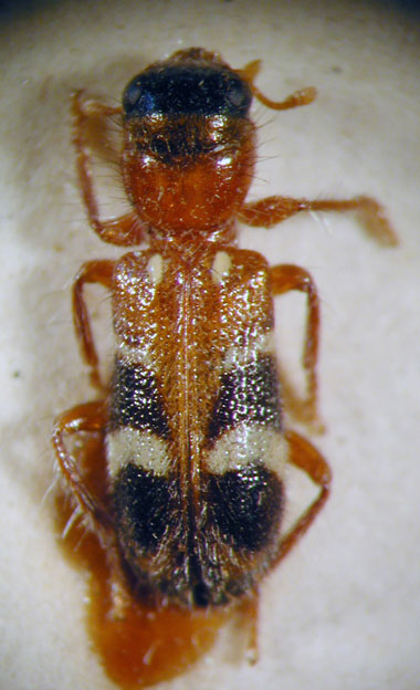 Enoclerus sp. 2