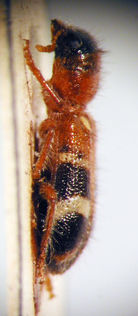 Enoclerus sp. 2