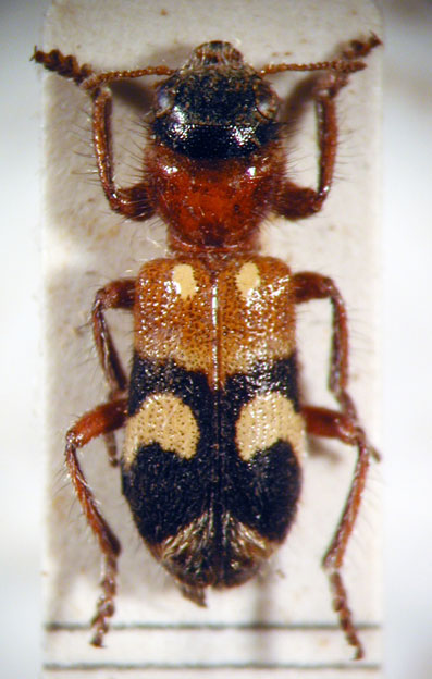 Enoclerus sp. 8