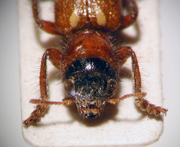 Enoclerus sp. 8