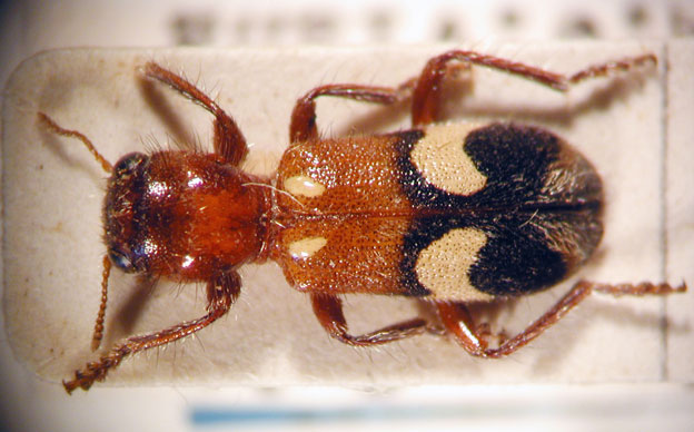 Enoclerus sp. 8