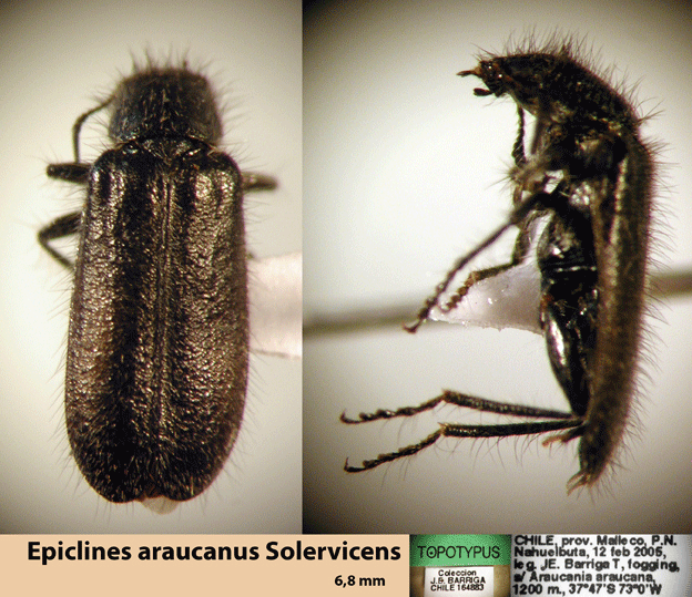 Epiclines araucanus Solervicens 