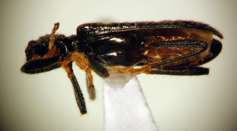 Eurymetomorphon inaequalicolle var. 1