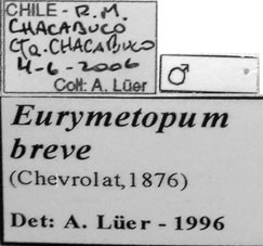 Eurymetopum breve (Chevrolat 1876)