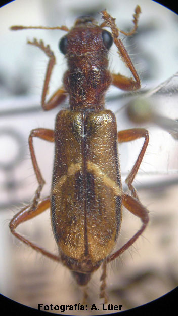 Eurymetopum eburneocinctum elbatoensis Solervicens 1992