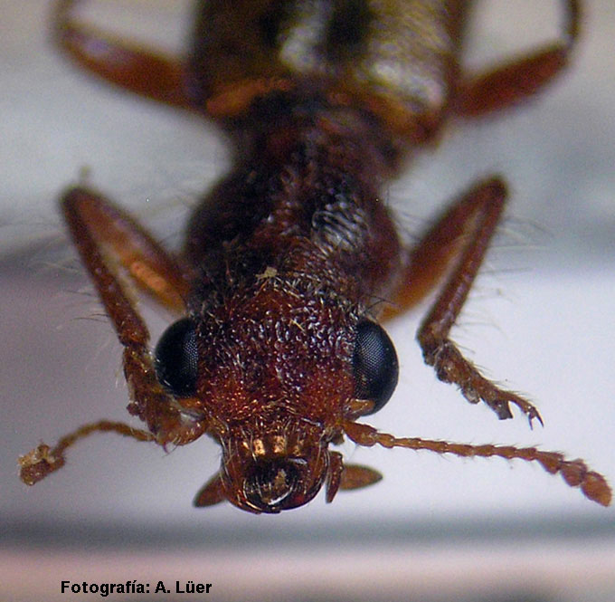 Eurymetopum eburneocinctum elbatoensis Solervicens 1992