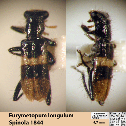 Eurymetopum longulum (Spinola 1844)