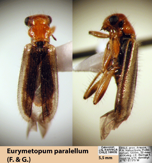 Eurymetopum paralellum (Fairm. & Germ. 1861)