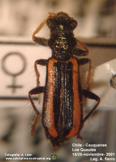 Eurymetopum vittula (Fairm. & Germ. 1861)