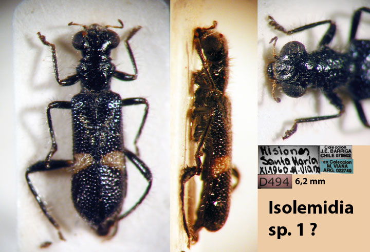 Isolemidia sp. 1 ?