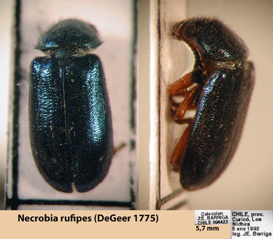 Necrobia rufipes (DeGeer 1775)