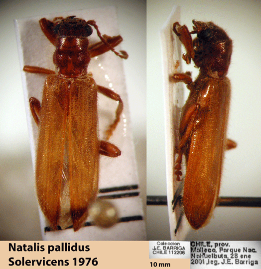 Neogyponyx pallidus Solervicens 1976