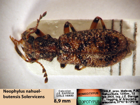 Neophylus nahuelbutensis Solervicens