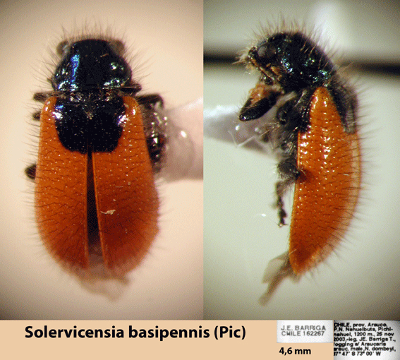 Solervicensia basipennis (Pic)