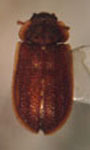  Diontolobus costulatus