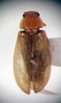  Diontolobus flavolimbatus