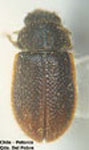  Diontolobus lanuginosus