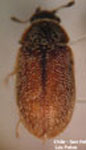  Diontolobus sp. 2