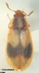  Diontolobus sp. 3