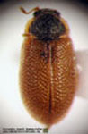  Diontolobus sp. 4