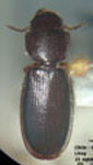 Tenebroides mauritanicus