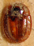  Discoloma paulum