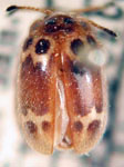 Epopterus ocellatus